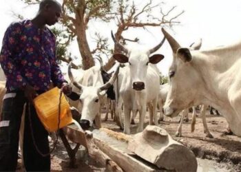 Cattle dealers, protest, killing of herdsman, cows, Enugu–PH expressway