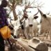 Cattle dealers, protest, killing of herdsman, cows, Enugu–PH expressway