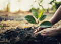 Plantingtrees, Yobe State, 40m trees, Climate change