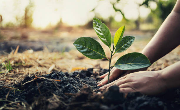 Plantingtrees, Yobe State, 40m trees, Climate change