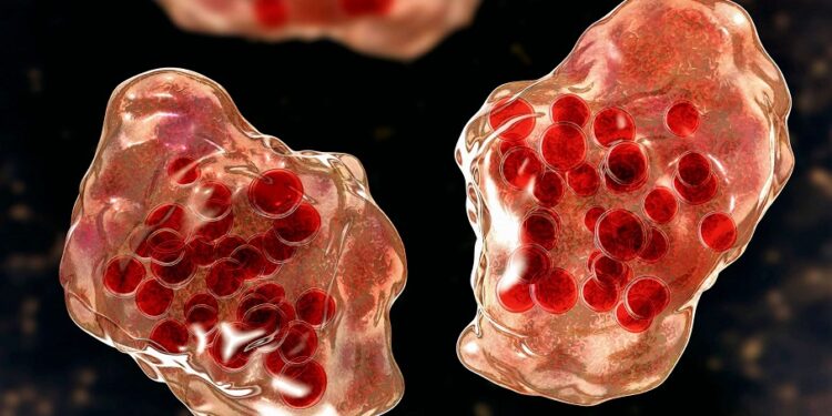 42 die, Measles outbreak, Northeast Nigeria, Adamawa