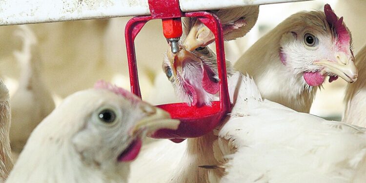 Expert warns, Irresponsible use, Antibiotics