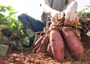 Thief trapped, Abuja farm, stolen yam, Nigeria