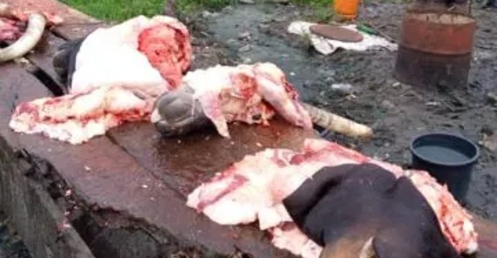 Illegal abattoir, Lagos, Bad meat