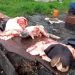 Illegal abattoir, Lagos, Bad meat