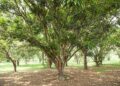 Trees