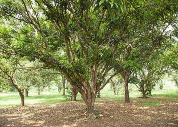 Trees
