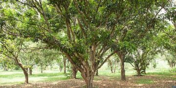 Trees