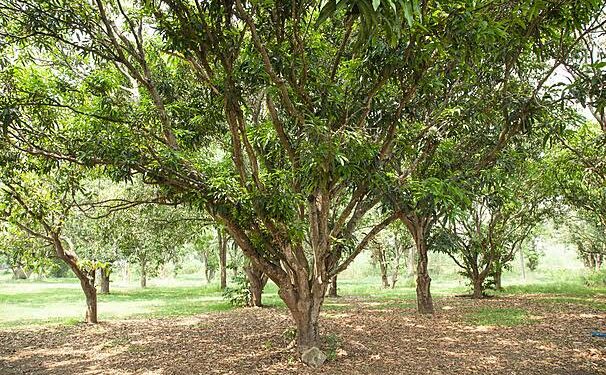 Trees